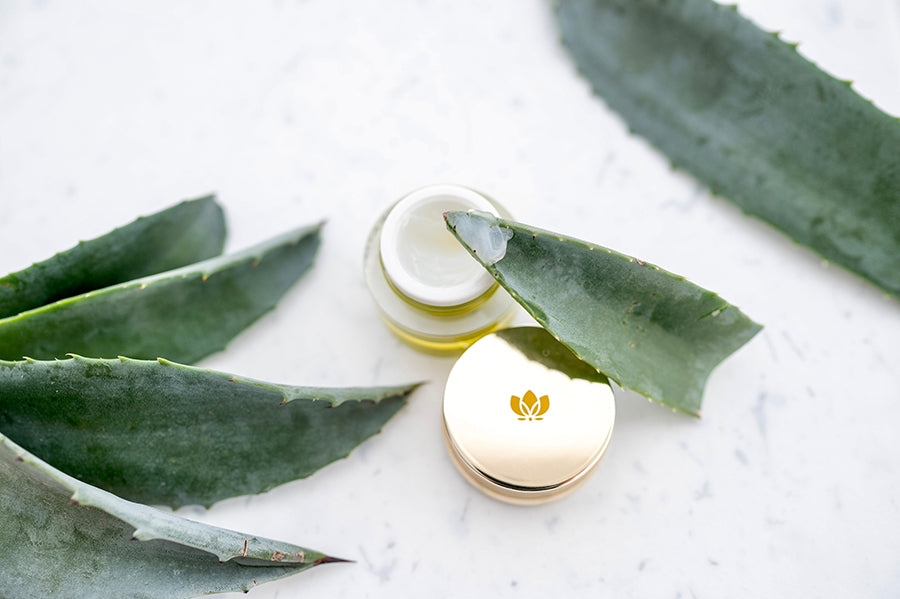 Agave Plant Uses: From Tequila to EMK Skincare